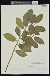 Ilex opaca var. opaca image