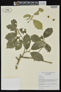 Ilex opaca var. opaca image