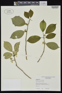 Ilex opaca var. opaca image