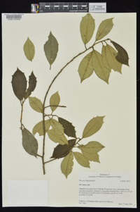 Ilex opaca var. opaca image