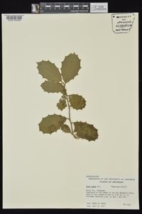 Ilex opaca var. opaca image