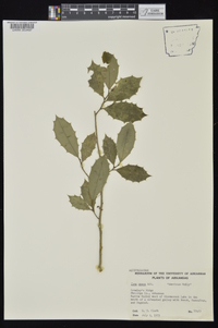 Ilex opaca var. opaca image