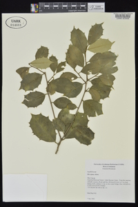 Ilex opaca var. opaca image