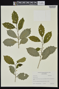 Ilex opaca var. opaca image