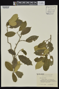 Ilex opaca var. opaca image