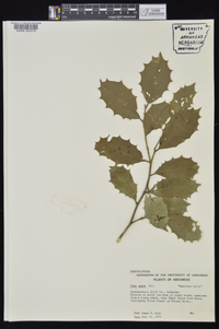 Ilex opaca var. opaca image