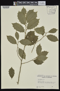 Ilex opaca var. opaca image