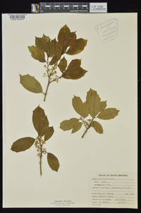 Ilex opaca var. opaca image