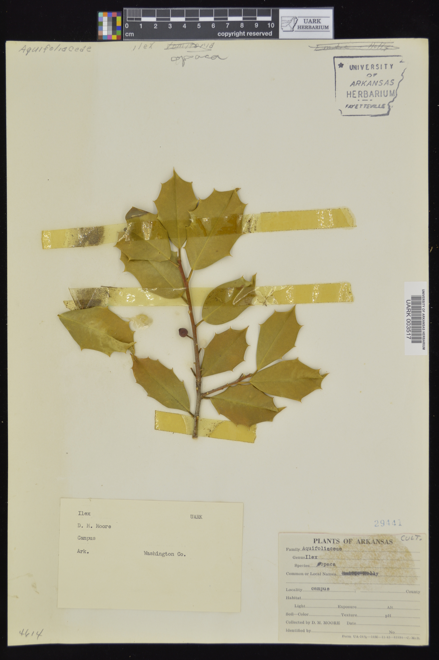 Ilex opaca var. opaca image