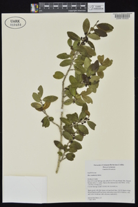 Ilex vomitoria image