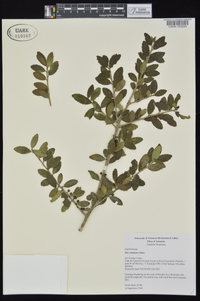 Ilex vomitoria image