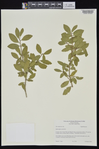 Ilex vomitoria image