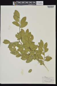 Ilex vomitoria image