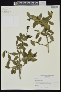 Ilex vomitoria image