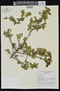 Ilex vomitoria image