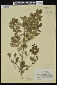 Ilex vomitoria image