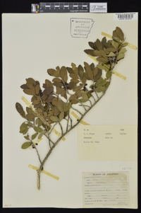 Ilex vomitoria image