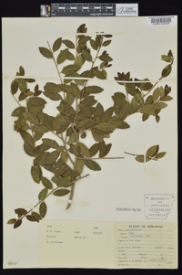 Ilex vomitoria image