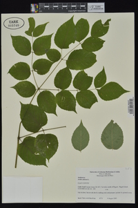 Aralia spinosa image