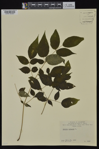 Aralia spinosa image