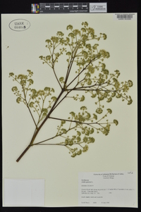 Aralia spinosa image