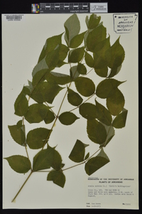 Aralia spinosa image