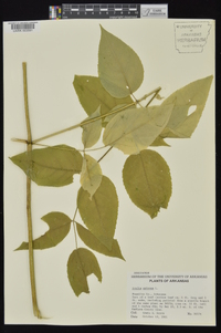 Aralia spinosa image