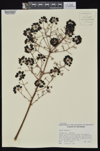 Aralia spinosa image