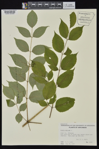 Aralia spinosa image