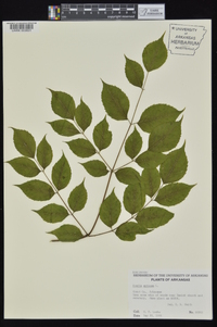 Aralia spinosa image