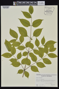 Aralia spinosa image