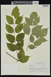 Aralia spinosa image