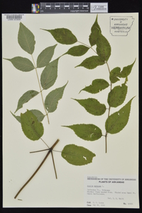 Aralia spinosa image