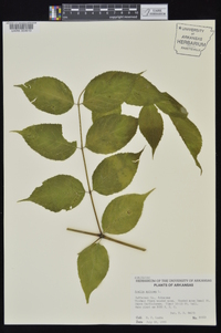 Aralia spinosa image