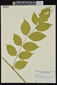 Aralia spinosa image