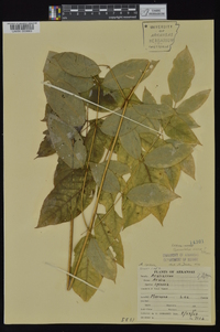 Aralia spinosa image