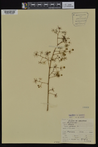 Aralia spinosa image