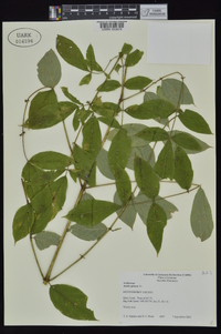 Aralia spinosa image