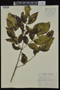 Aralia spinosa image