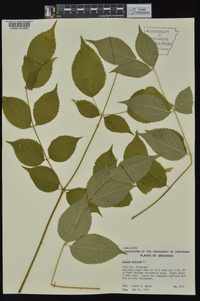 Aralia spinosa image