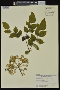 Aralia spinosa image