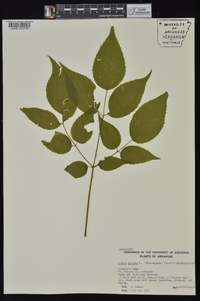 Aralia spinosa image