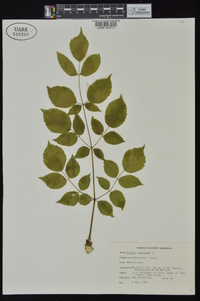 Aralia spinosa image