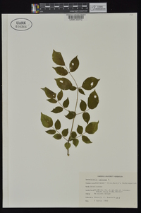 Aralia spinosa image