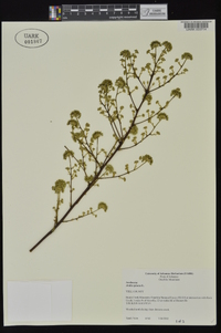 Aralia spinosa image