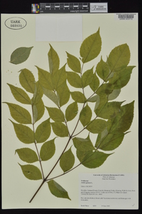 Aralia spinosa image