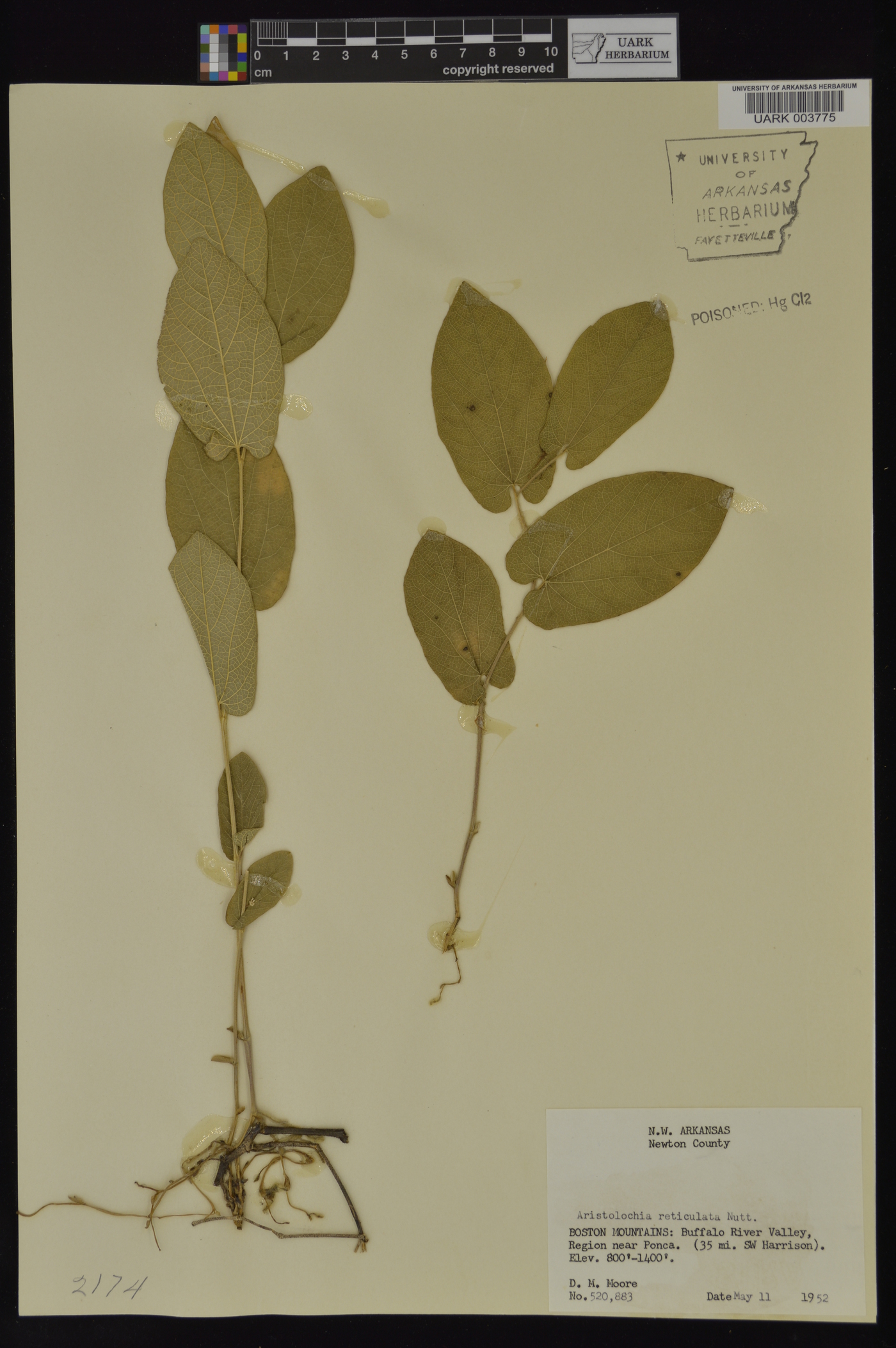 Aristolochia reticulata image