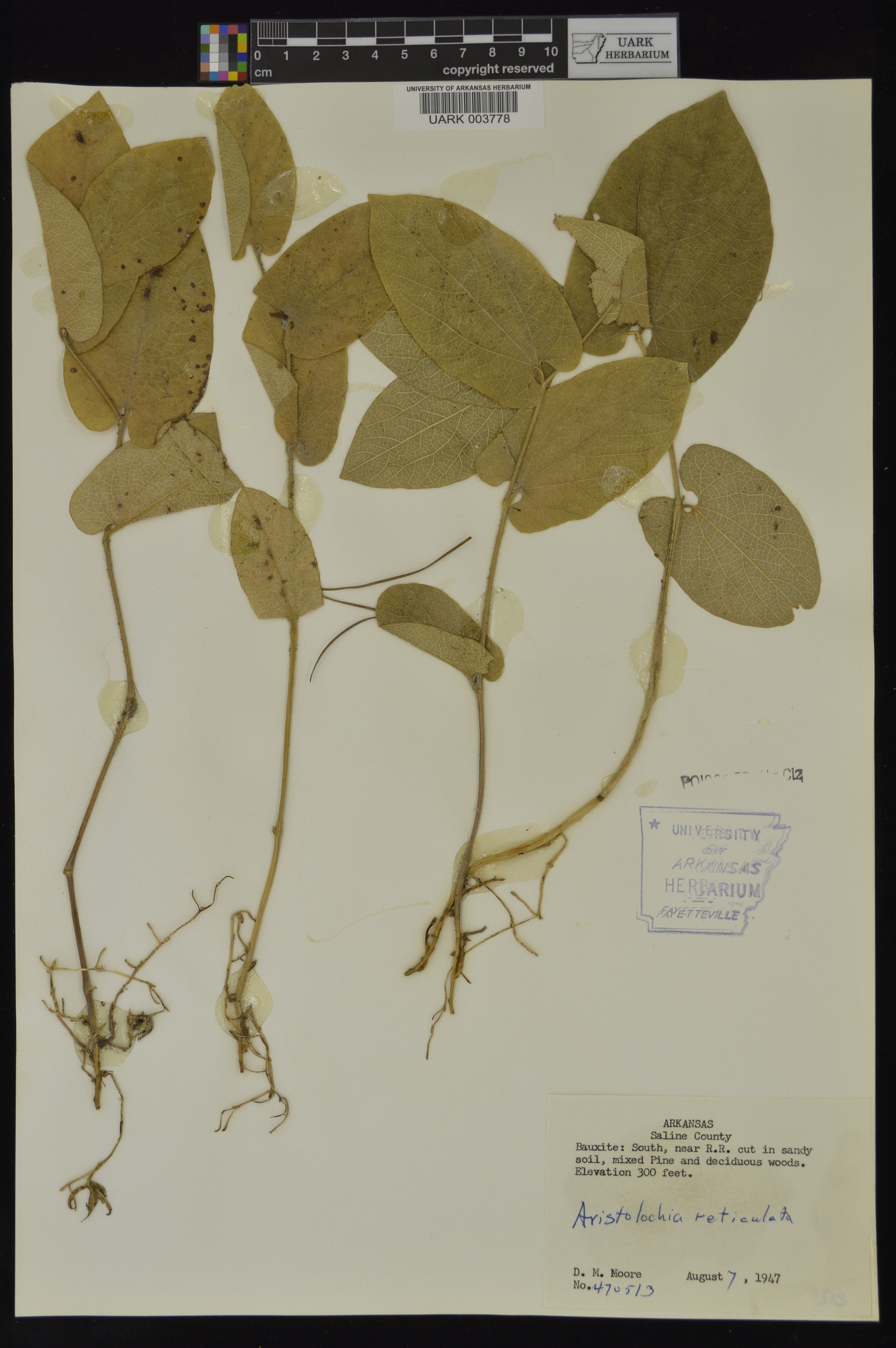 Aristolochia reticulata image