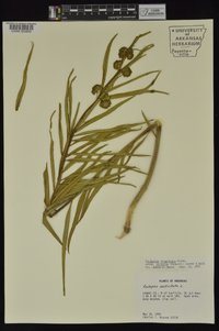 Asclepias longifolia image