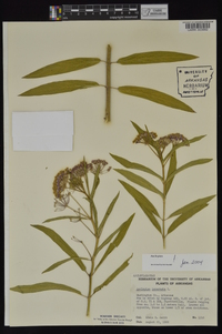 Asclepias incarnata subsp. incarnata image